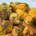 Orpimento Pigmento Giallo oro