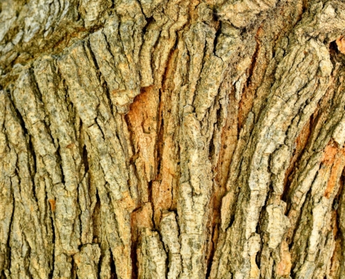 Corteccia del Sughero - Rimossa Ciclicamente