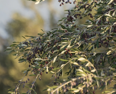 L'Olio nell'edilizia