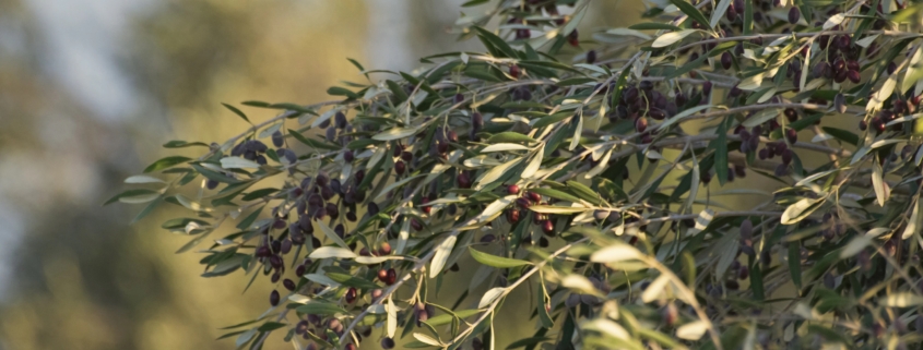 L'Olio nell'edilizia