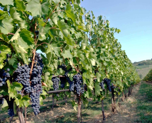 Nero Vite ottenuto dalla vendemmia