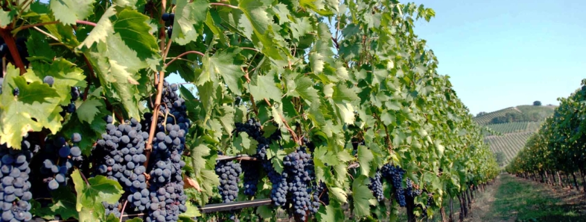 Nero Vite ottenuto dalla vendemmia