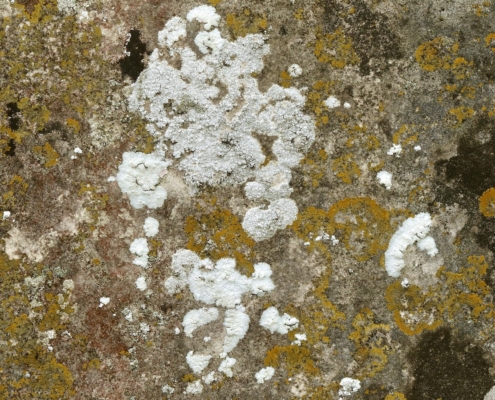 pericolosita delle muffe