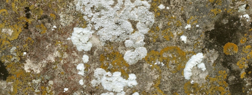 pericolosita delle muffe
