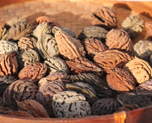Nero di Noccioli