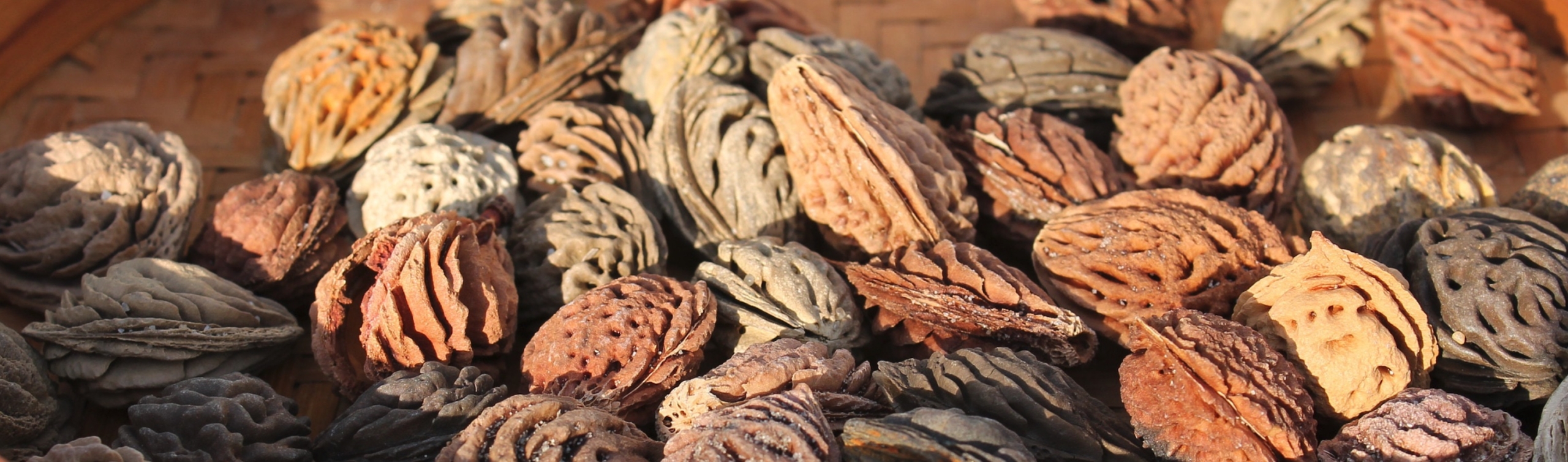 Pigmento Nero di Noccioli