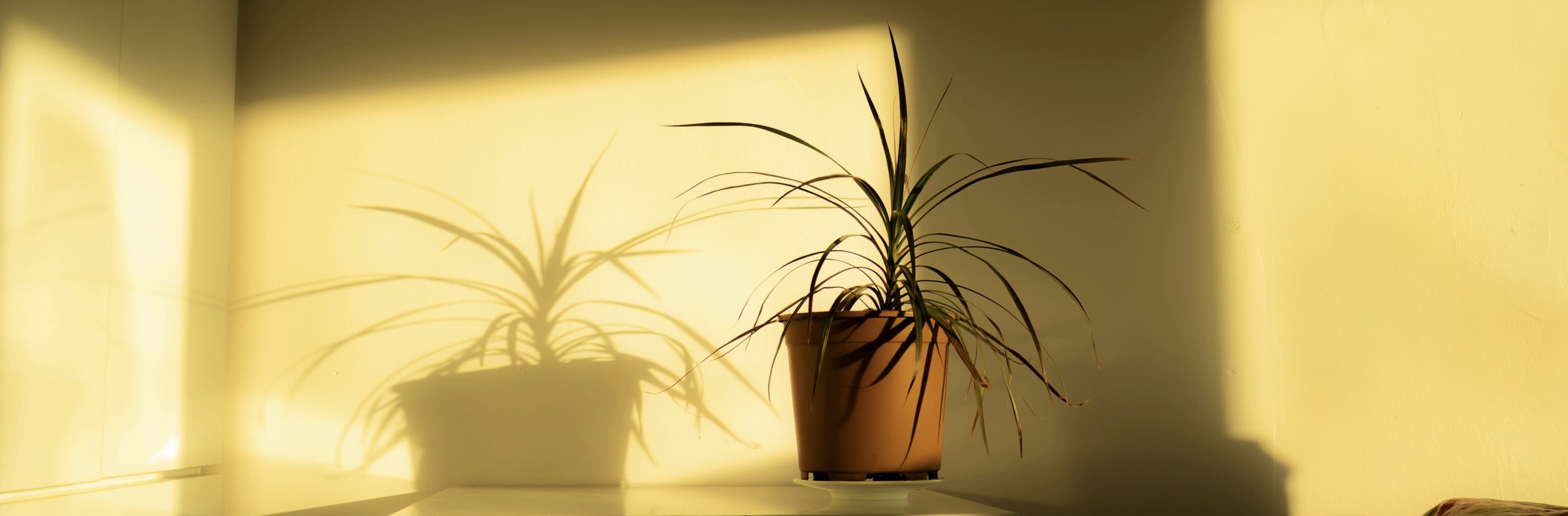 Vernice Fotocatalitica