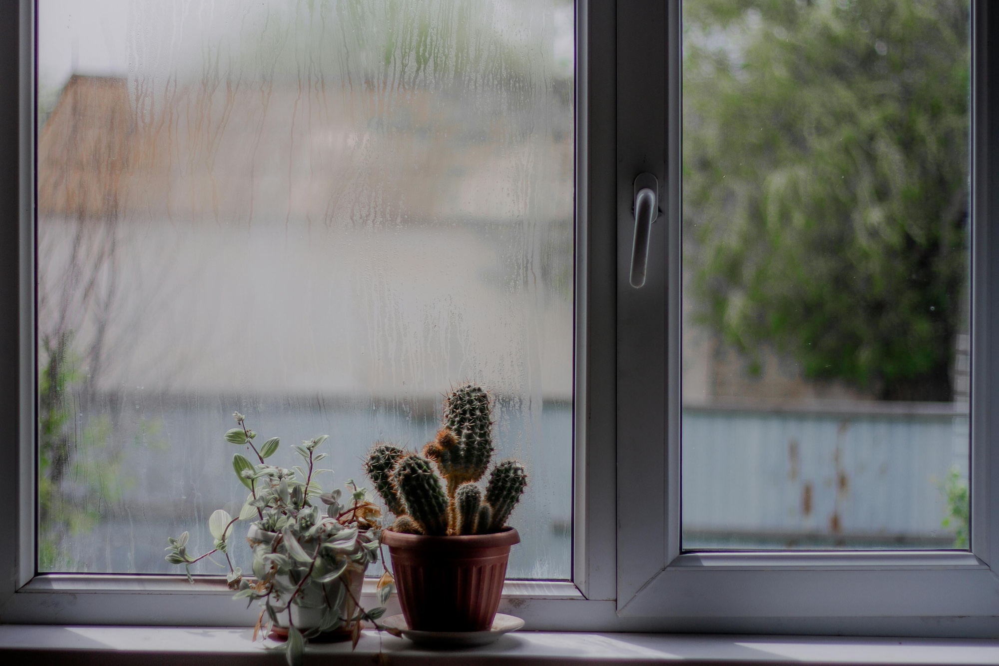 Condensa domestica muffe