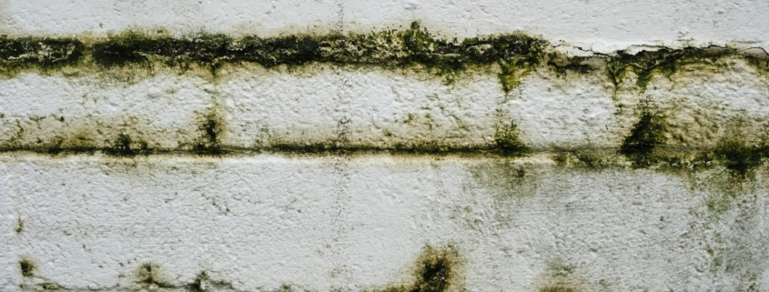 La Muffa Sui Muri