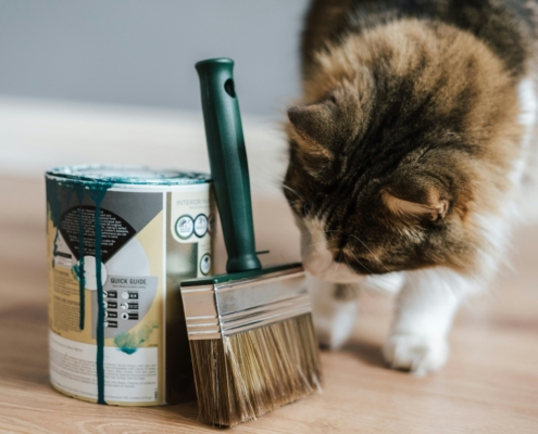 Le Migliori Vernici per Case Dove Vivono Gatti
