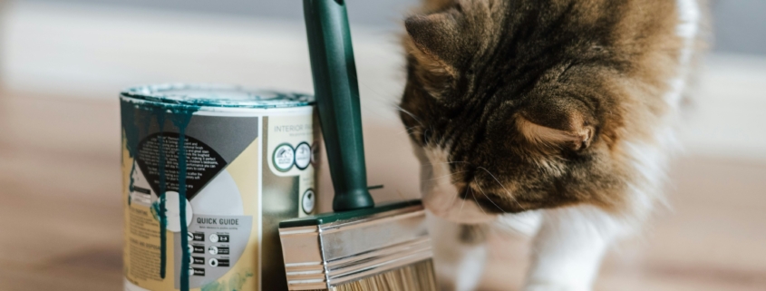 Le Migliori Vernici per Case Dove Vivono Gatti