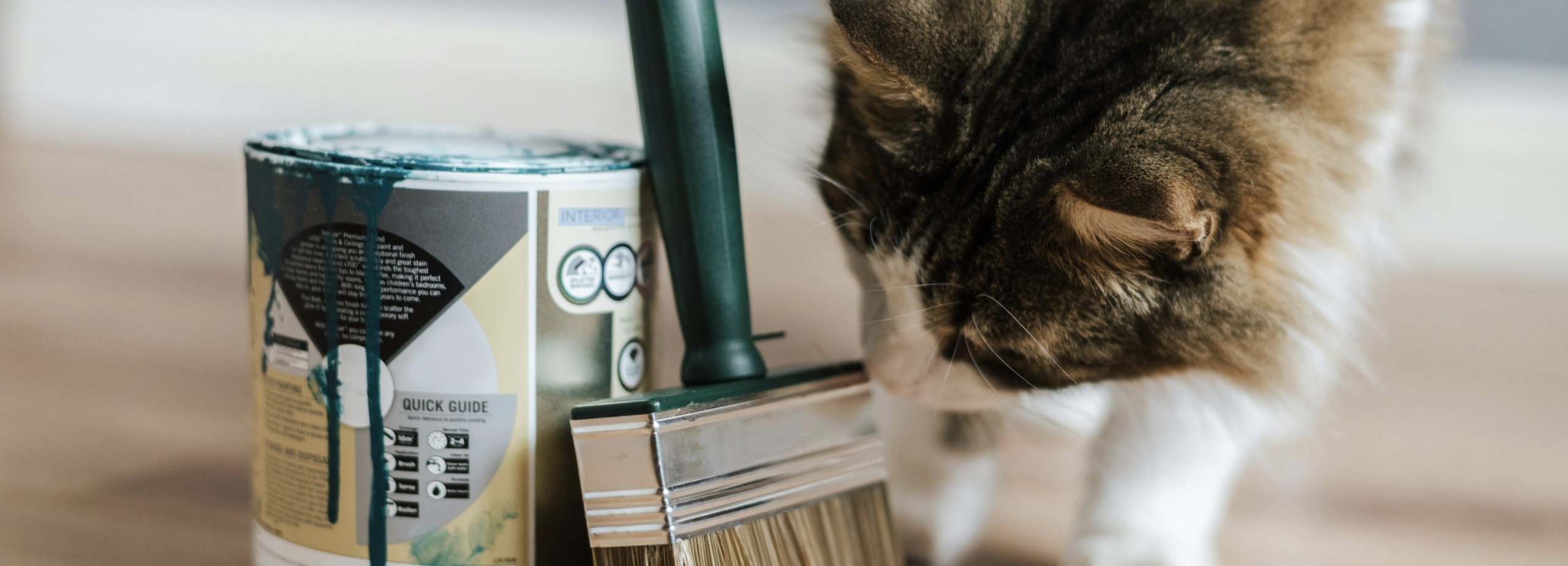 Le Migliori Vernici per Case con Gatti