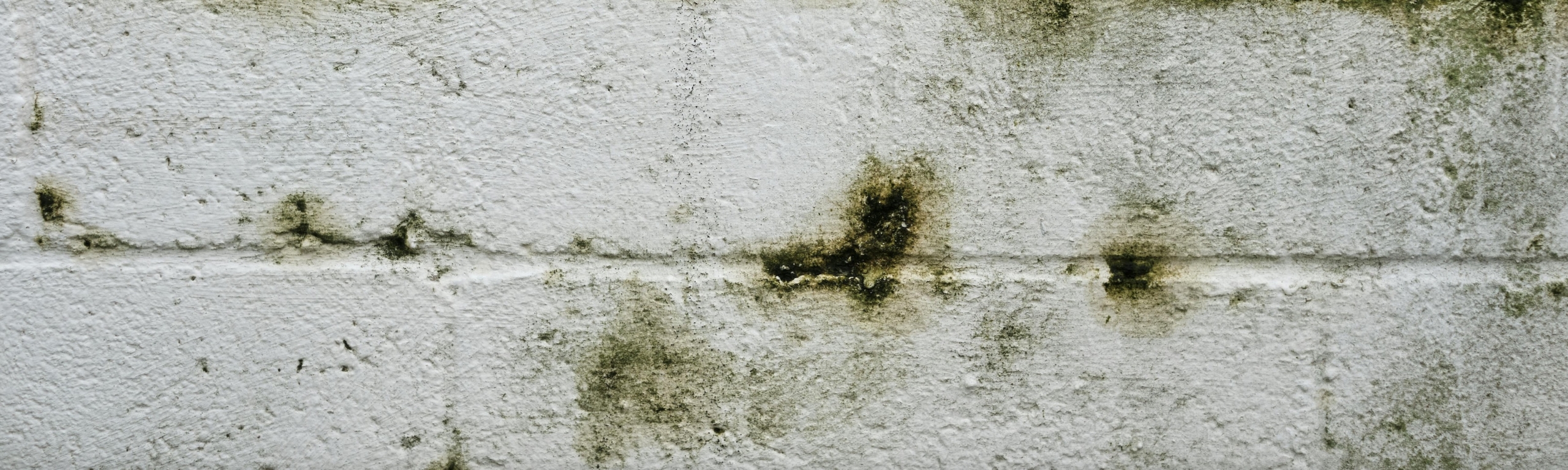 Muffa Sui Muri Muffa Sui Muri