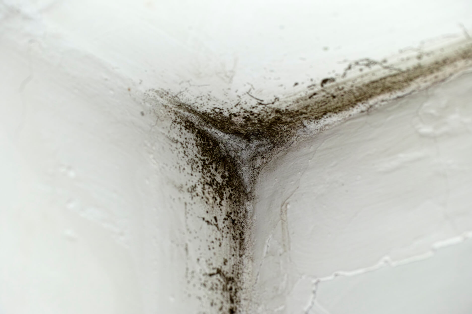 Muffa nell'angolo del muro