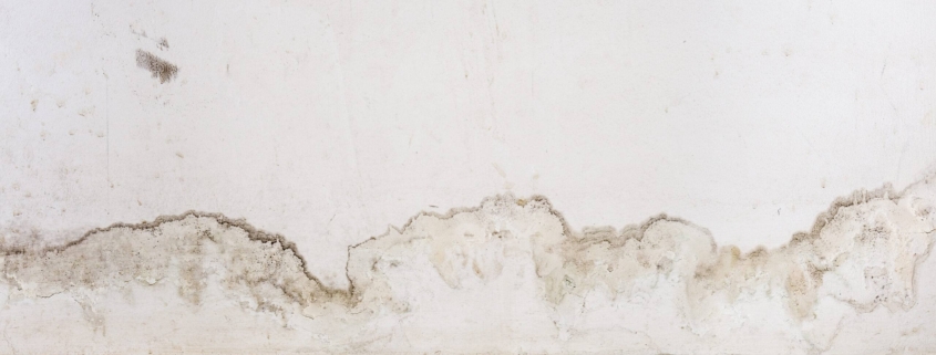 Vernici Antimuffa analisi