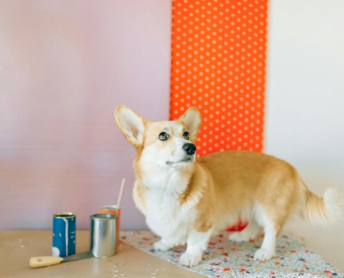 Vernici Ideali per case con Cani