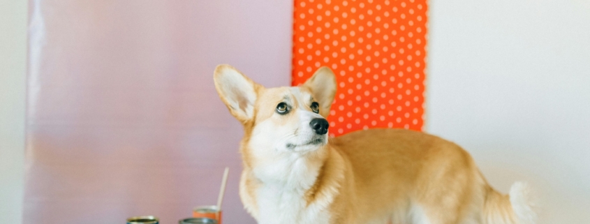 Vernici Ideali per case con Cani