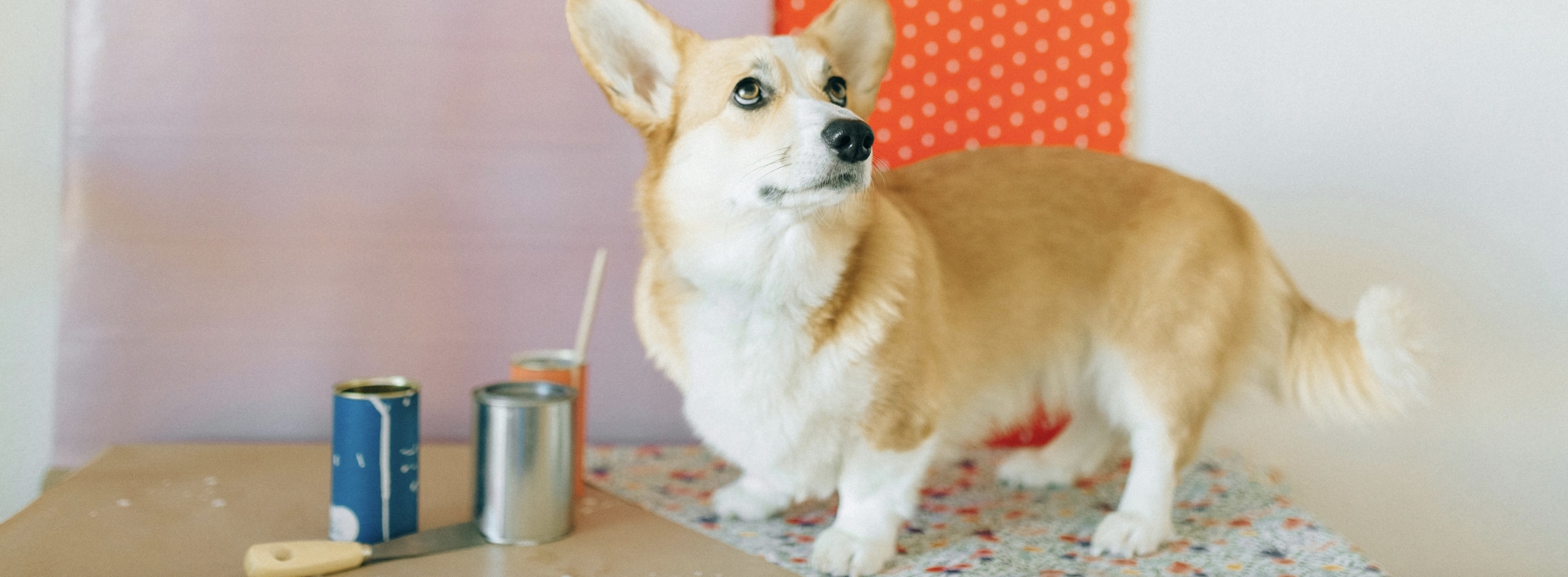 Vernici Migliori per Case con Cani Vernici Migliori per Case con Cani